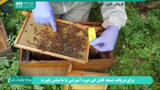 زنبورداری مدرن از صفر تا صد | محصور کردن ملکه