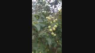 نهال در اصفهان | 09141832393 | برتر نهال