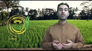 برنج سفید بخوریم یا برنج قهوه ای؟
