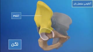 آناتومی مفصل ران