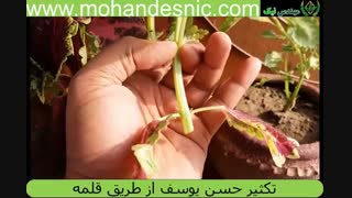 تکثیر حسن یوسف با قلمه