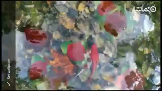 Red Roses Live Wallpaper Koi Fish