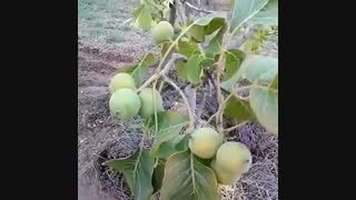 نهال گردو دیرگل اصلاح شده زود بازده