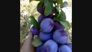 نهال آلوکالیفرنیا،درخت آلو- نهالستان پارس