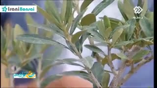 6-آموزش ساخت بونسای در برنامه عصر خانواده از شبکه دو سیما- علیرضا خورشیدی