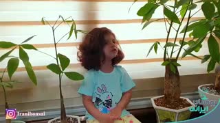 معرفی و هدیه گیاه پاچیرا توسط رونیا خانم