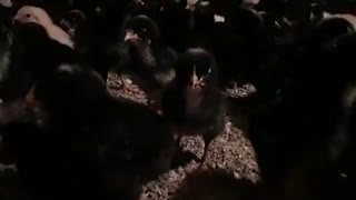 جوجه یکروزه گلپایگانی