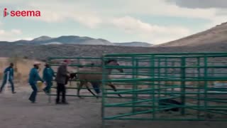 اسب وحشی - The Mustang