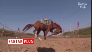 اسبی که دست هنرپیشه‌های هالیوود را هم از پشت بست