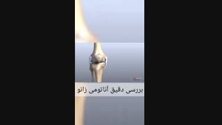 بررسی دقیق آناتومی زانو