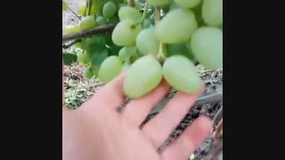 نهال انگورخارجی- درخت انگور کمیاب- نهالستان پارس