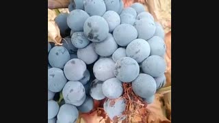 انگور سیاه دیم- درخت انگور سیاه دیم- نهالستان پارس