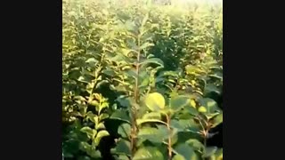 خزانه نهال گلابی- درخت گلابی- نهالستان پارس09159157465