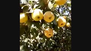 نهال به-درخت به - نهالستان پارس