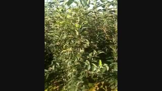 خزانه نهال سیب - درخت سیب- نهالستان پارس