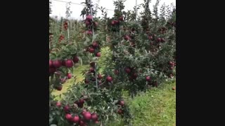 قیمت خرید درخت پایه روییشی- نهالستان پارس