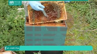 روش تشخیص بیماری در زنبور عسل