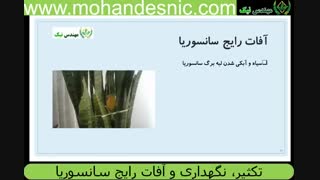 13 نکته طلایی درباره نگهداری، تکثیر و آفت های رایج سانسوریا