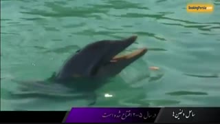 ساحل دلفین ها در کشور جاماییکا، زمانی برای آرامش - بوکینگ پرشیا