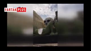 عربستانی‌های خشمگین مجسمه‌های زشت هالوین را شکستند