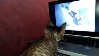 تام در حال نماشای تام و جری