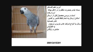 تخم نطفه دار طوطی کاسکو( سخنگو)