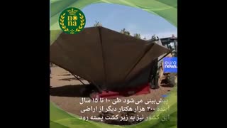 باغات پسته در اسپانیا