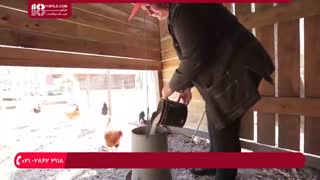 آموزش اصول اولیه پرورش مرغ و آشنایی با پنج اشتباه مرگبار پرورش مرغ