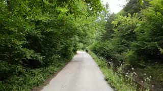 جاده جنگلی  ثانیه ای سکوت