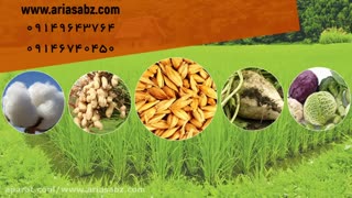 بوتاکلر، علف کش انتخابی مزارع برنج