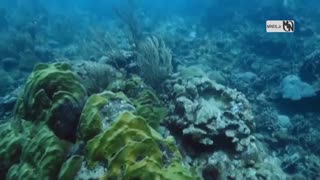 مستند پارک های اقیانوسی با دوبله فارسی