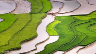 کنترل علف های هرز پهن برگ و باریک برگ در شالیزارها با علف کش اگزادیازون