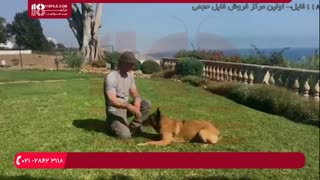 آموزش تعلیم نشستن به سگ خانگی