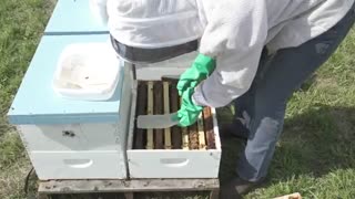 اسید فرمیک و استفاده از آن در زنبورداری