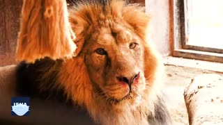 «هیرمان» هنوز بیمار است؛ پزشکان امیدوارند