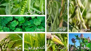 دفع علف های هرز پهن برگ از مزرعه لوبیا و نخود فرنگی با علفکش بنتازون | Bentazone