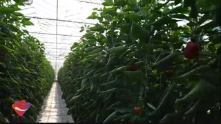 در سالن فلفل دلمه ای رنگی گلخانه شیشه ای آتاویتا چه می گذرد؟