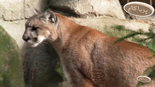 10 جانوری که  ندیده‌اید