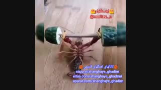 خرچنگ داره پرس سینه میزنه ههههههههه