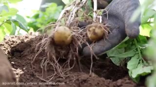 علف کش انتخابی برای کنترل علف هرز در مزرعه سویا و سیب زمینی