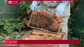 زنبورداری ( دوبله ) _   ویروس مزمن فلج زنبور