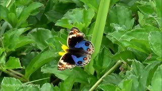 پروانه های ایران - Junonia orithya