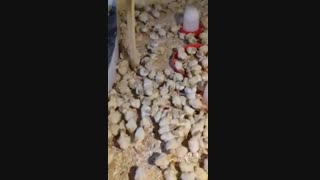 جوجه یکروزه بوقلمون بیوتی