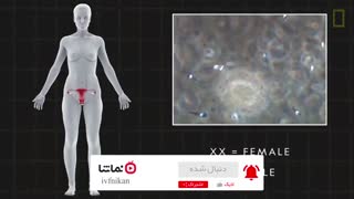 موشن گرافیک روند بارداری